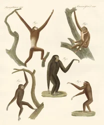 Gibones extraños