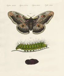 Insectos extraños