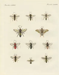 Insectos extraños