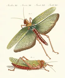 Insectos extraños