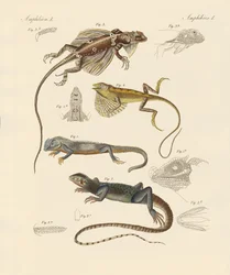 Lagartos extraños