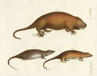 Mamíferos extraños