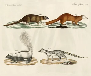 Mamíferos extraños