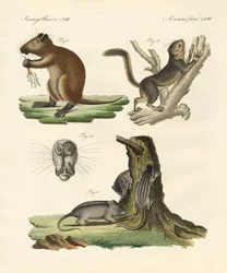 Mamíferos extraños