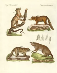 Mamíferos extraños