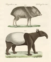 Mamíferos extraños