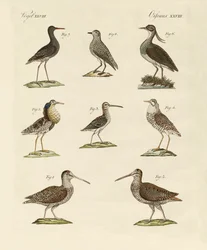 Aves de pantano extrañas