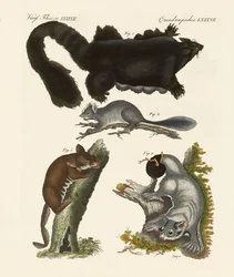 Marsupiales extraños