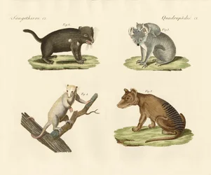 Marsupiales extraños