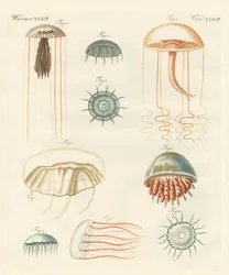 Medusas extrañas