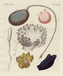 Moluscos extraños