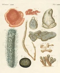 Moluscos extraños