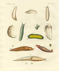Moluscos extraños