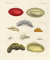 Moluscos extraños