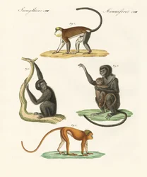 Monos extraños