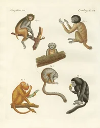 Monos extraños