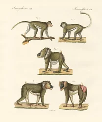 Monos extraños