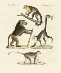 Monos extraños