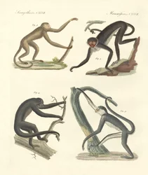 Monos extraños del nuevo continente