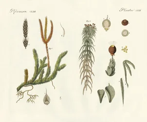 Musgos extraños