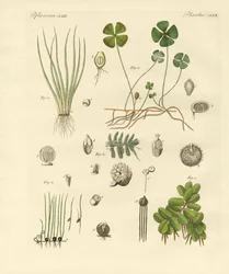 Plantas extrañas
