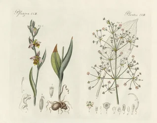 Plantas extrañas
