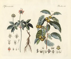 Plantas extrañas