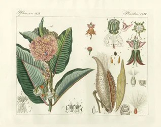 Plantas extrañas