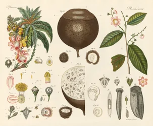 Plantas extrañas
