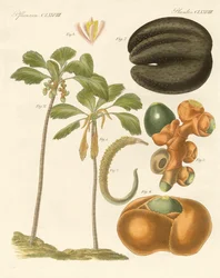 Plantas extrañas
