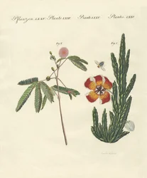 Plantas extrañas