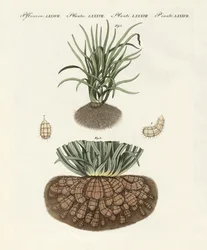 Plantas extrañas