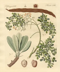 Plantas extrañas