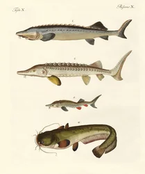 Peces de río extraños