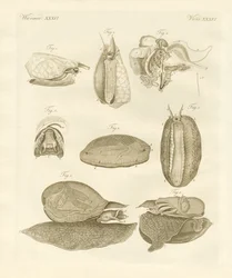 Caracoles marinos extraños