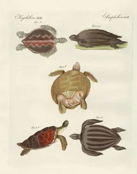 Tortugas marinas extrañas