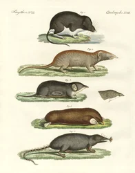 Musarañas extrañas