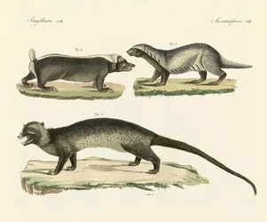 Zorrillos extraños