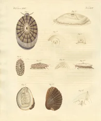 Caracoles extraños