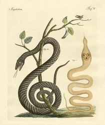 Serpiente extraña