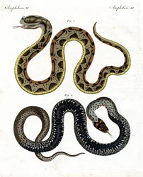 Serpiente extraña