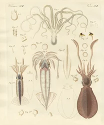 Gusanos blandos extraños