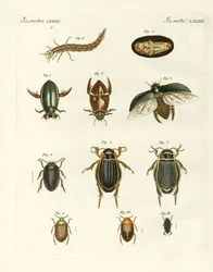 Escarabajos nadadores extraños