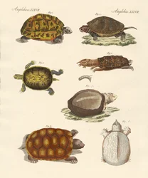 Tortugas extrañas