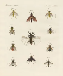 Insectos extraños de dos alas