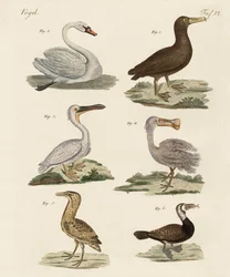 Aves acuáticas extrañas