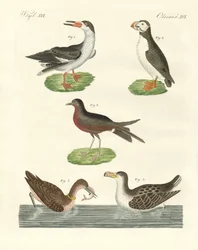 Aves acuáticas extrañas
