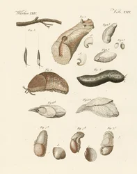 Gusanos extraños