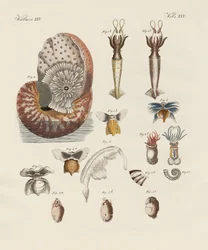 Gusanos extraños