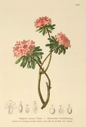 Dafne estriada (Daphne striata)